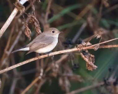 redbreastedflycatcher180916f Red-breasted Flycatcher Salthouse, Norfolk