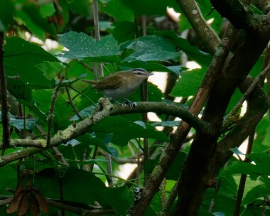 redeyedvireo Red-eyed Vireo Church Cove, Cornwall