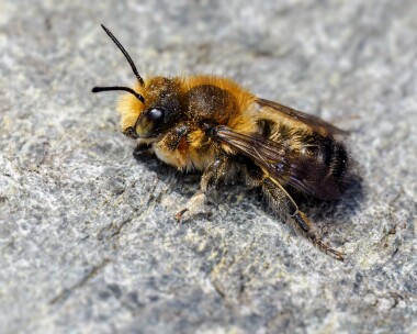 willughbysleafcutterbee140624 Willughbys Leaf-cutter Bee Douglas, Isle of Man