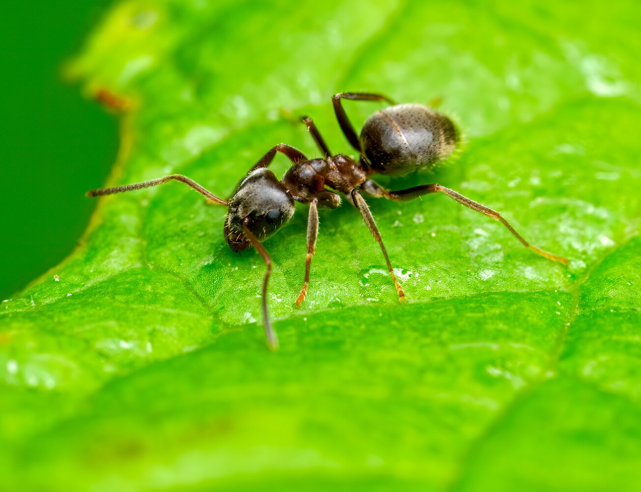 Dusky Ant Bugs wildlife photography