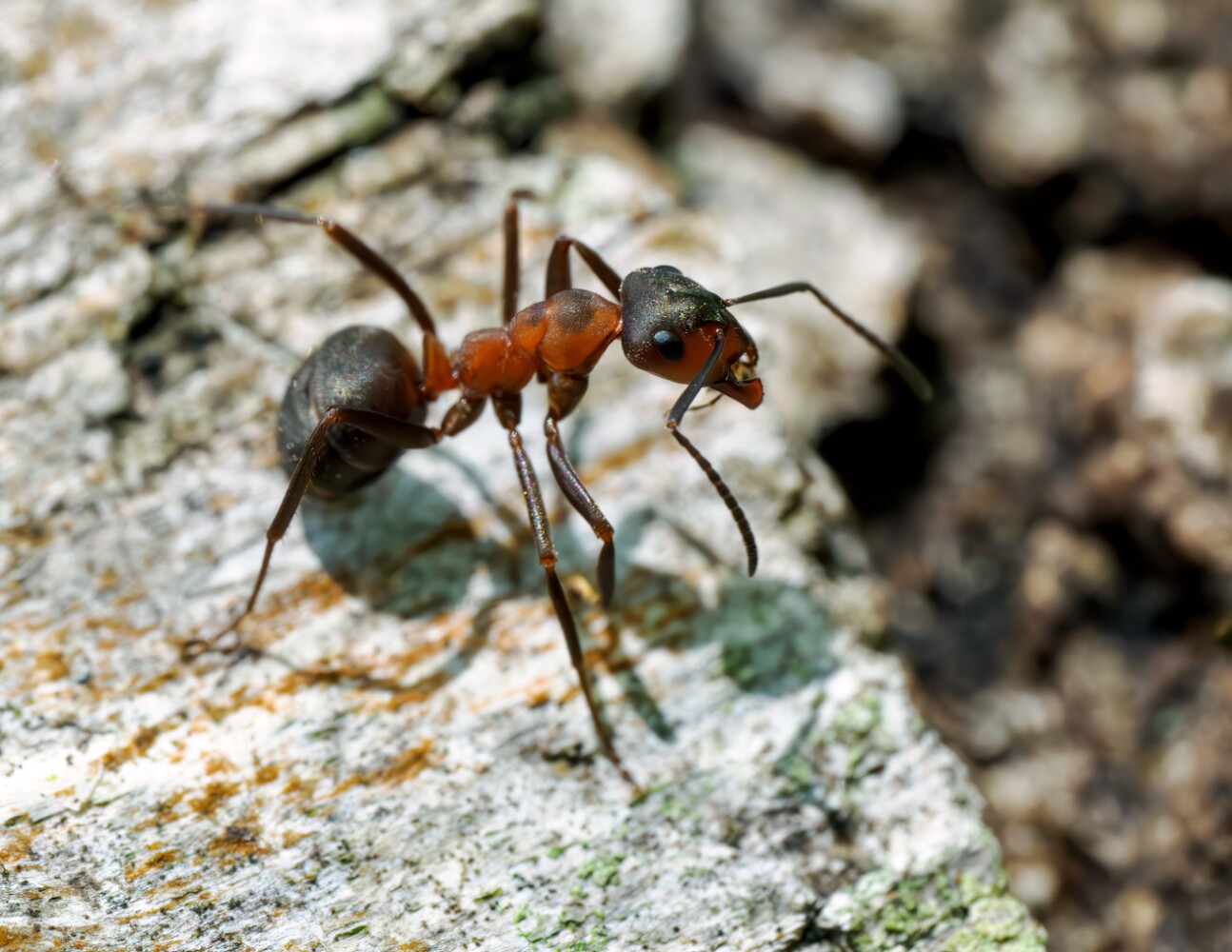 Dusky Ant Bugs wildlife photography