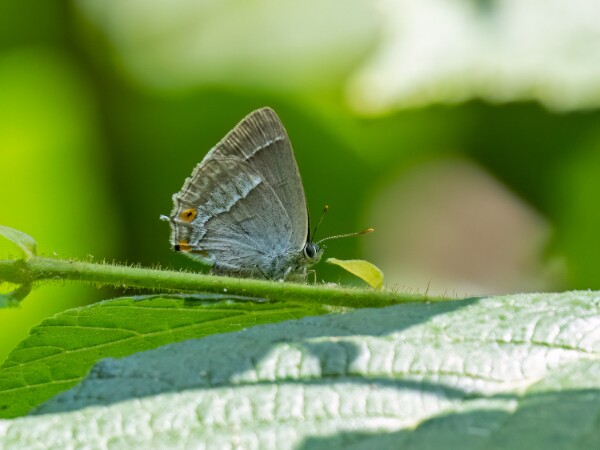 Purple Hairstreak