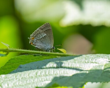 purplehairstreak170722 Purple Hairstreak Blean Woods, Kent