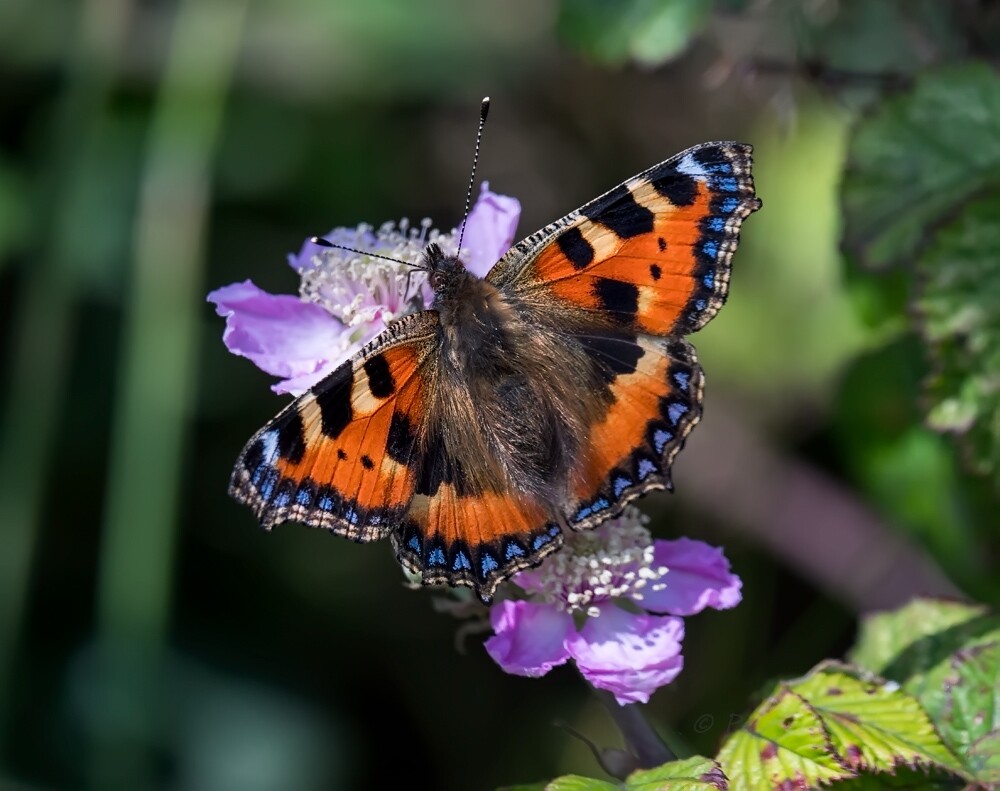 Tortoise Shell Boxer Small Tortoiseshell wildlife photography
