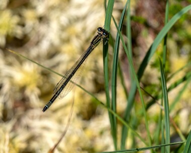 bluetaileddam050722 Blue-tailed Damselfly Stoney Mountain, Isle of Man