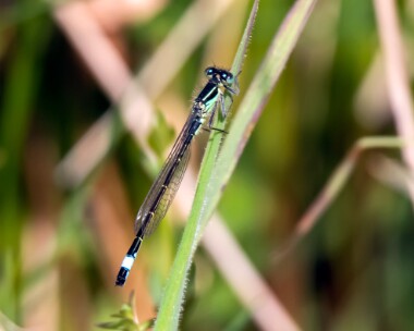 bluetaileddamselfly190518 Blue-tailed Damselfly Ballaugh, Isle of Man