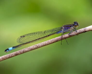 bluetaileddamselfly240525 Blue-tailed Damselfly Ballannette, Isle of Man