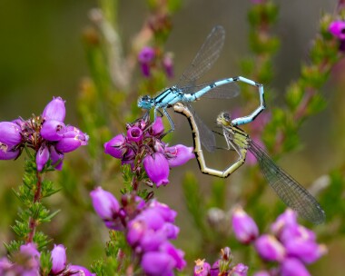commonbluedamselfly090722 Common Blue Damselfly Kilabrega, Isle of Man
