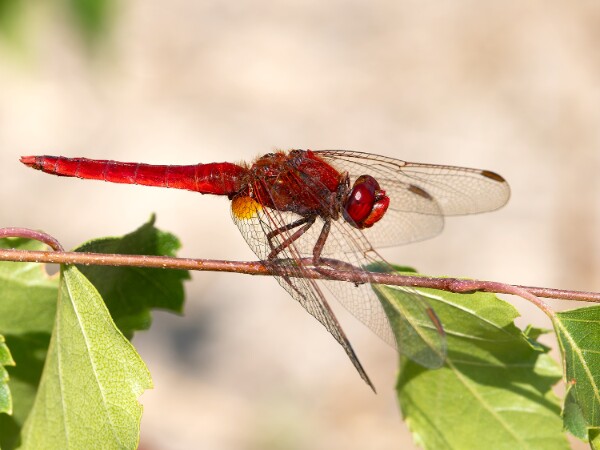 Scarlet Darter