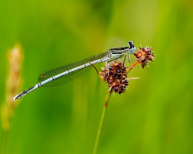 whiteleggeddamselfly220624b White-legged Damselfly Ripple, Gloucestershire