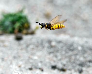 beewolf070825b Bee-wolf Arne Heaths, Dorset