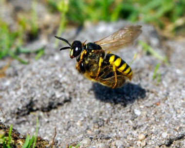beewolf310724 Bee wolf (with prey) Purbeck Heaths, Dorset