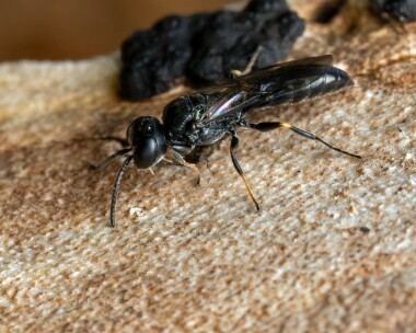 wasp010625 Unknown wasp Douglas, Isle of Man