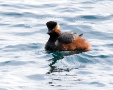 blackneckedgrebe280418b Black-necked Grebe Port Mooar, Isle of Man