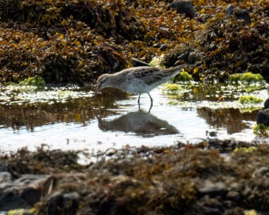 sharptailedsandpiper290822b Sharp tailed Sandpiper (record shot) Langness, Isle of Man