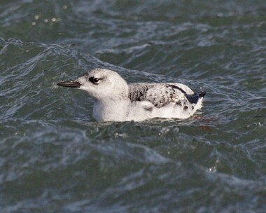 blackguillemot5 Black Guillemot Derbyhaven Bay, Isle of Man