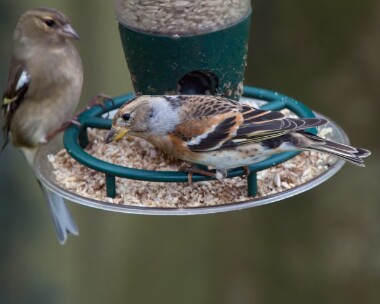 brambling310326 80. Brambling Douglas, Isle of Man