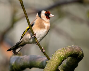 goldfinch200326 71. Goldfinch Douglas, Isle of Man