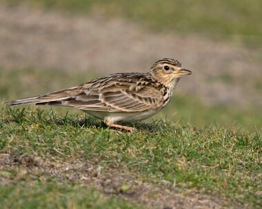 skylark200326 73. Skylark Point of Ayre, Isle of Man